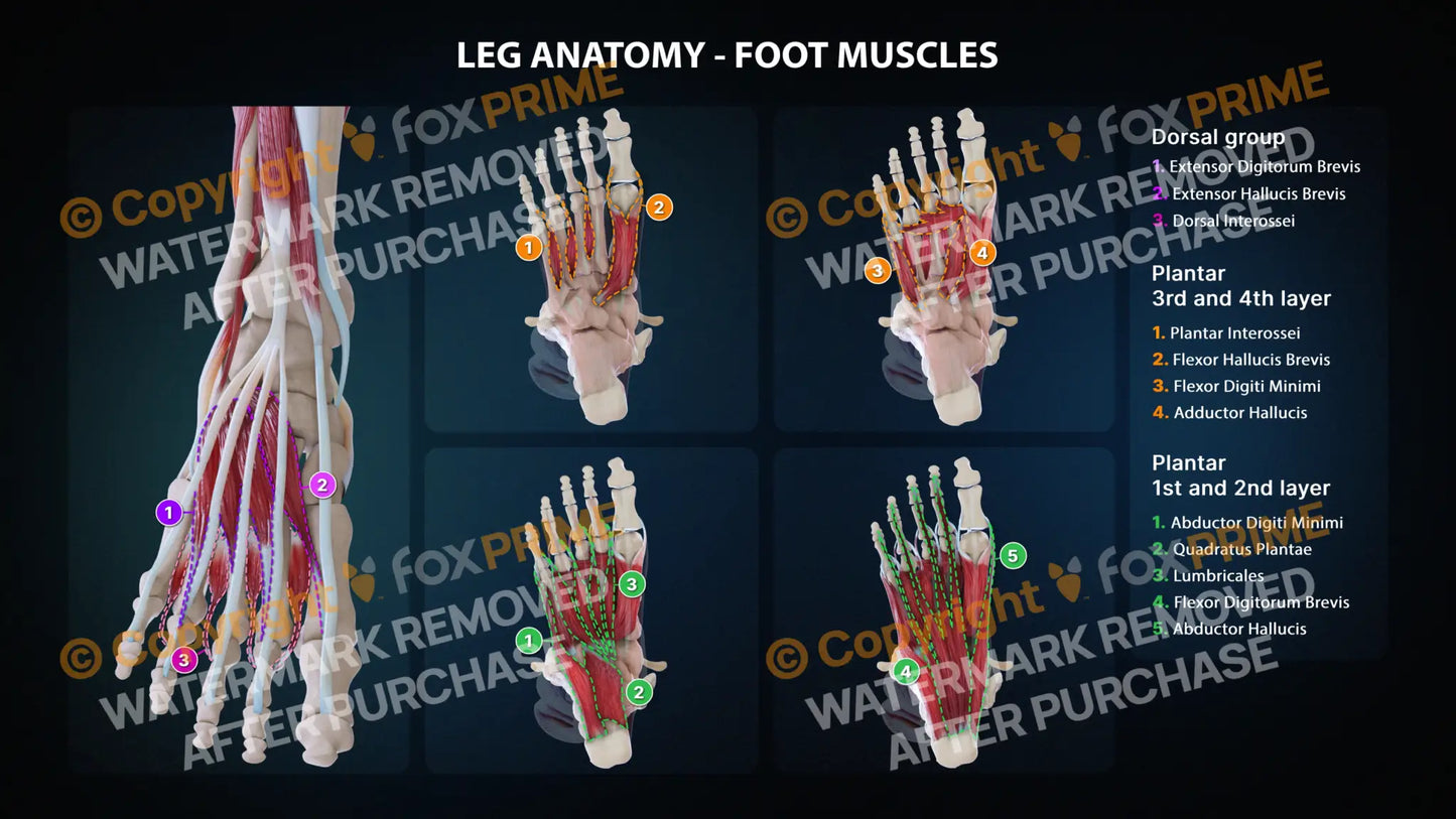 Leg Foot Muscles Anatomy Still Shot