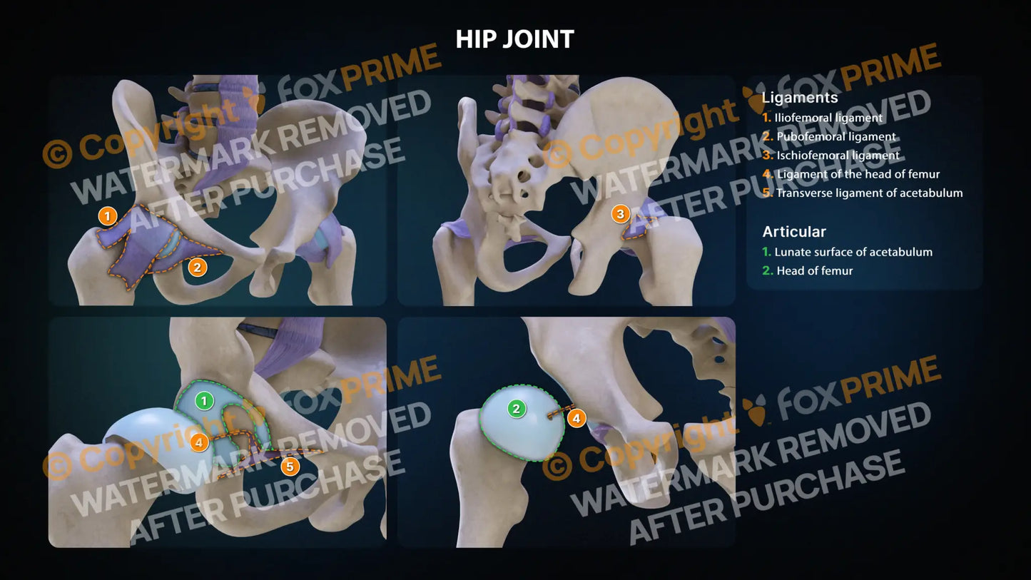 Leg Hip Joint Anatomy Still Shot