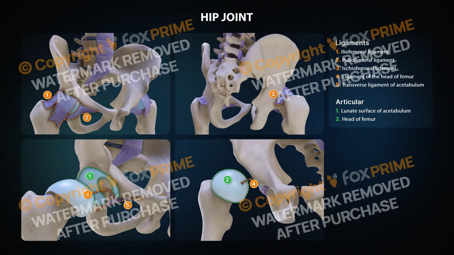 Leg Hip Joint Anatomy Still Shot