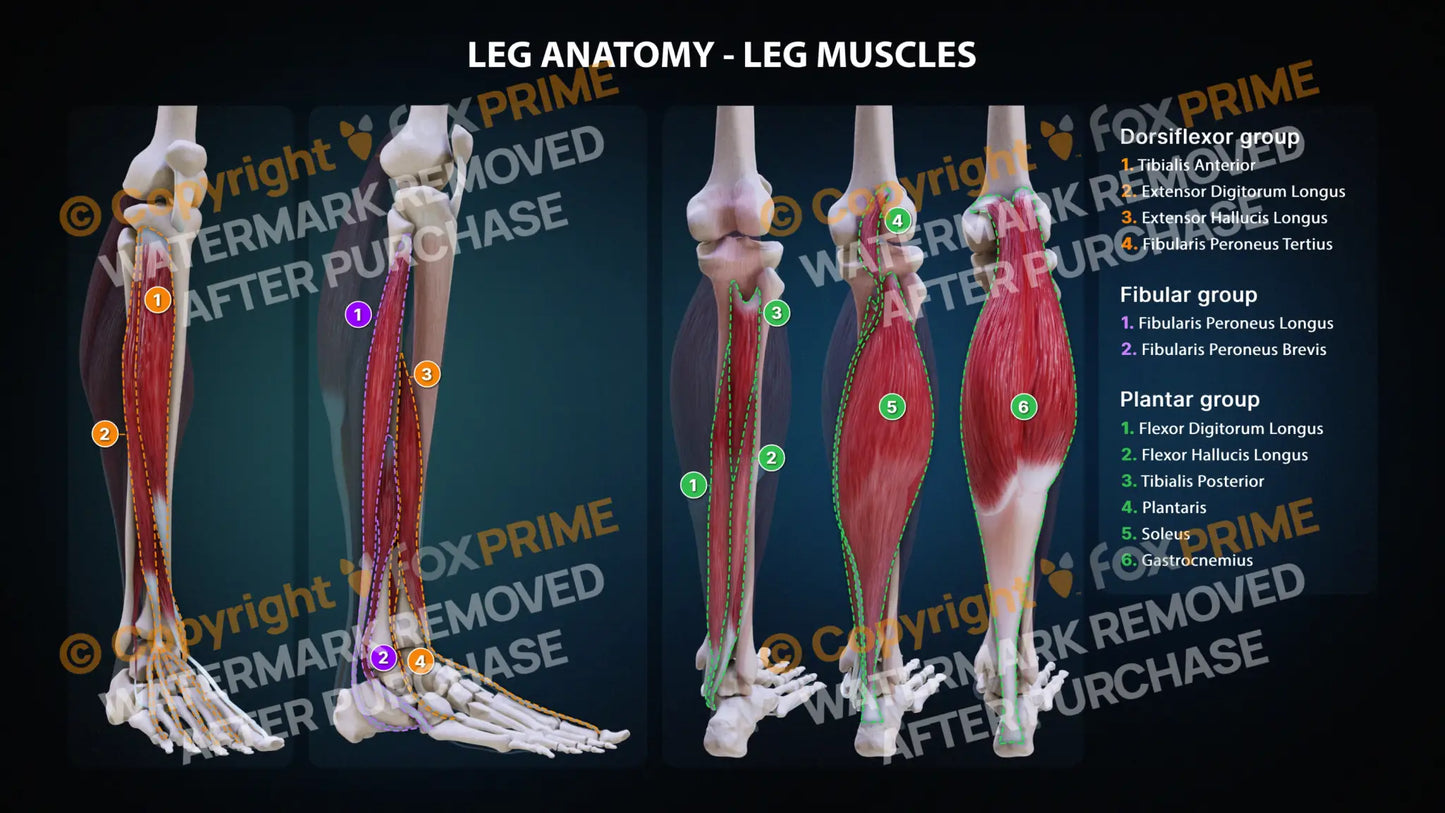 Leg Muscles Anatomy Still Shot