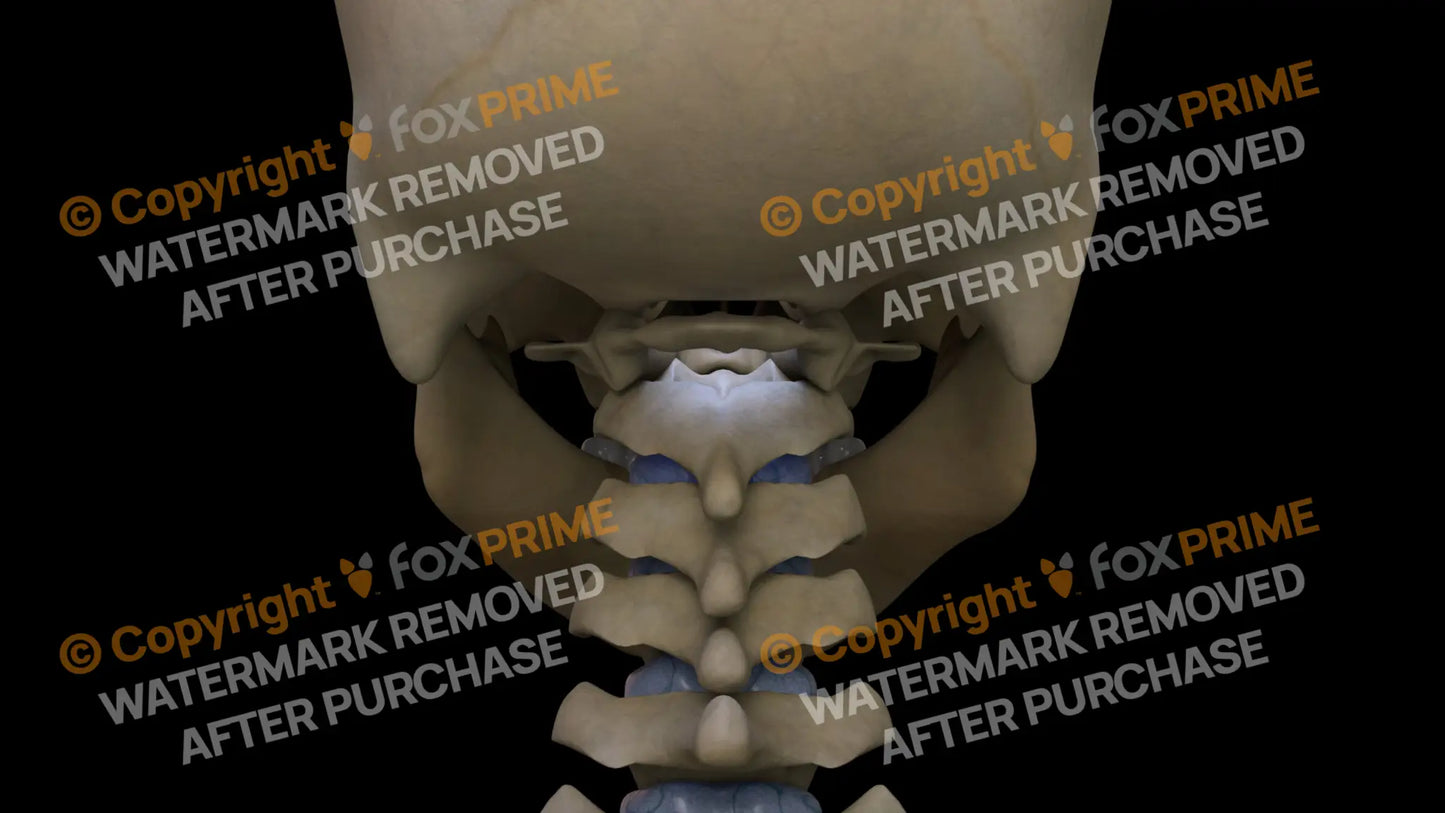 Mandible 3 Still Shot