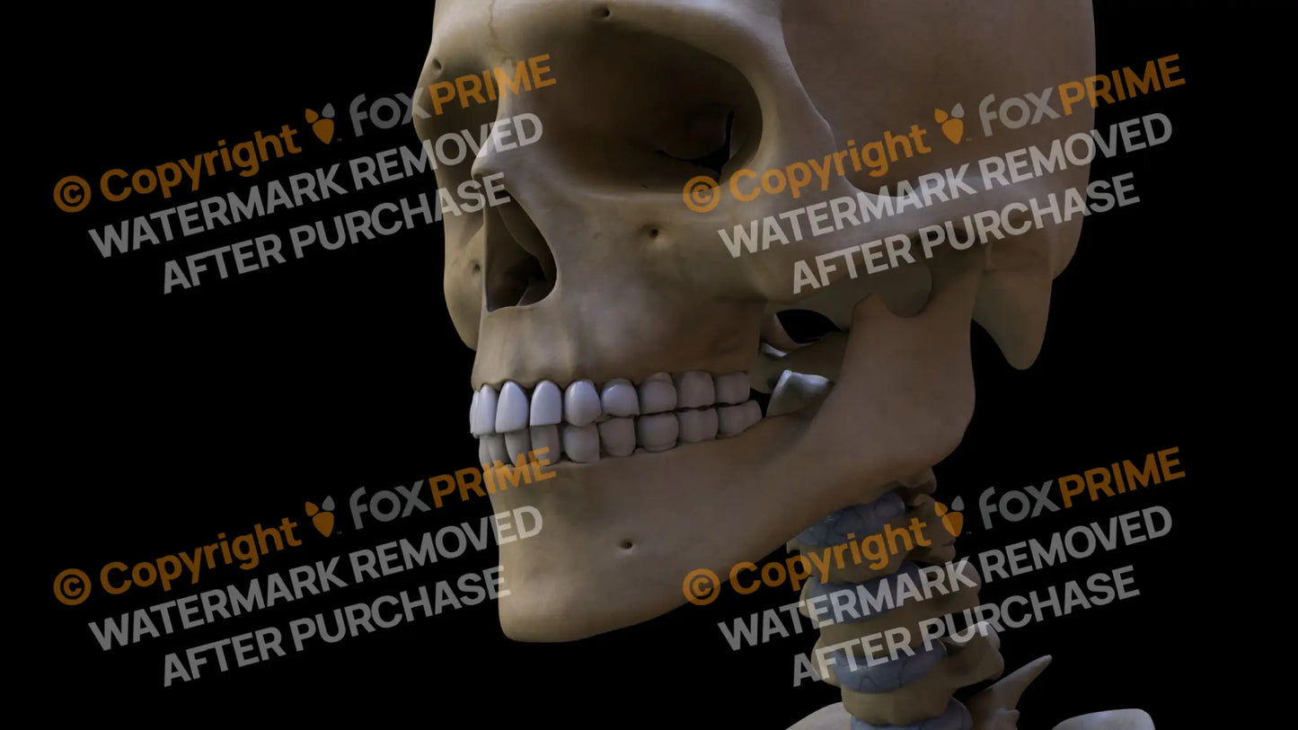 Mandible (Left) Still Shot