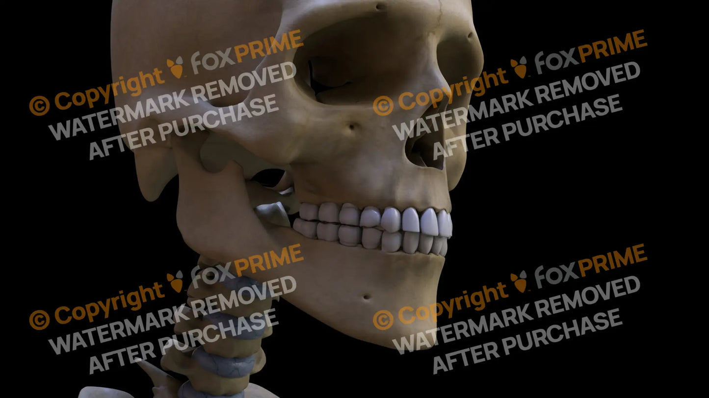 Mandible (Right) Still Shot