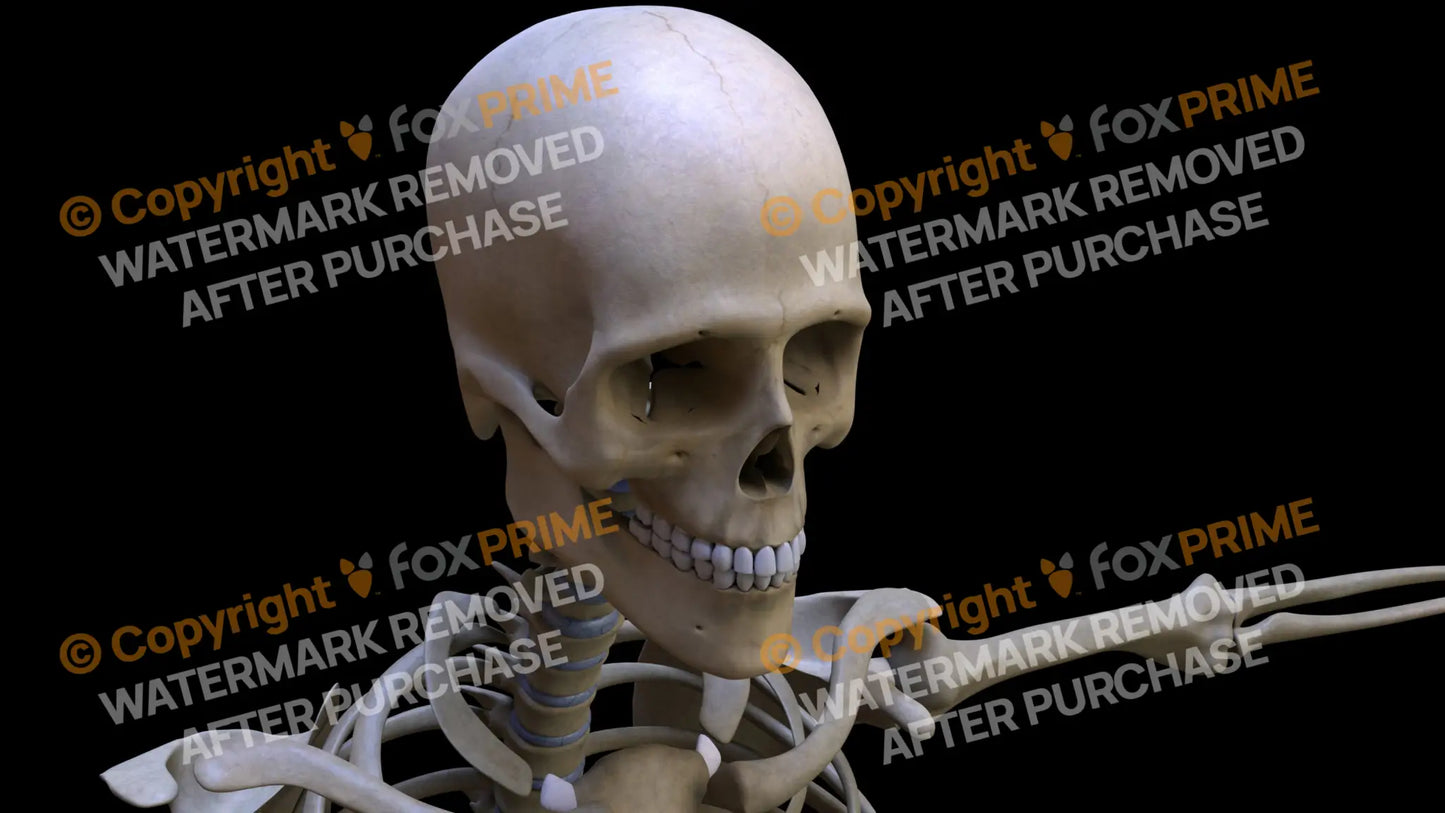 Maxilla 3 (Right) Still Shot