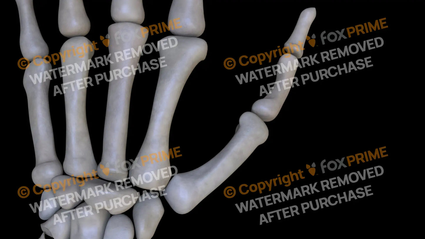 Metacarpal 01 2 (Left) Still Shot