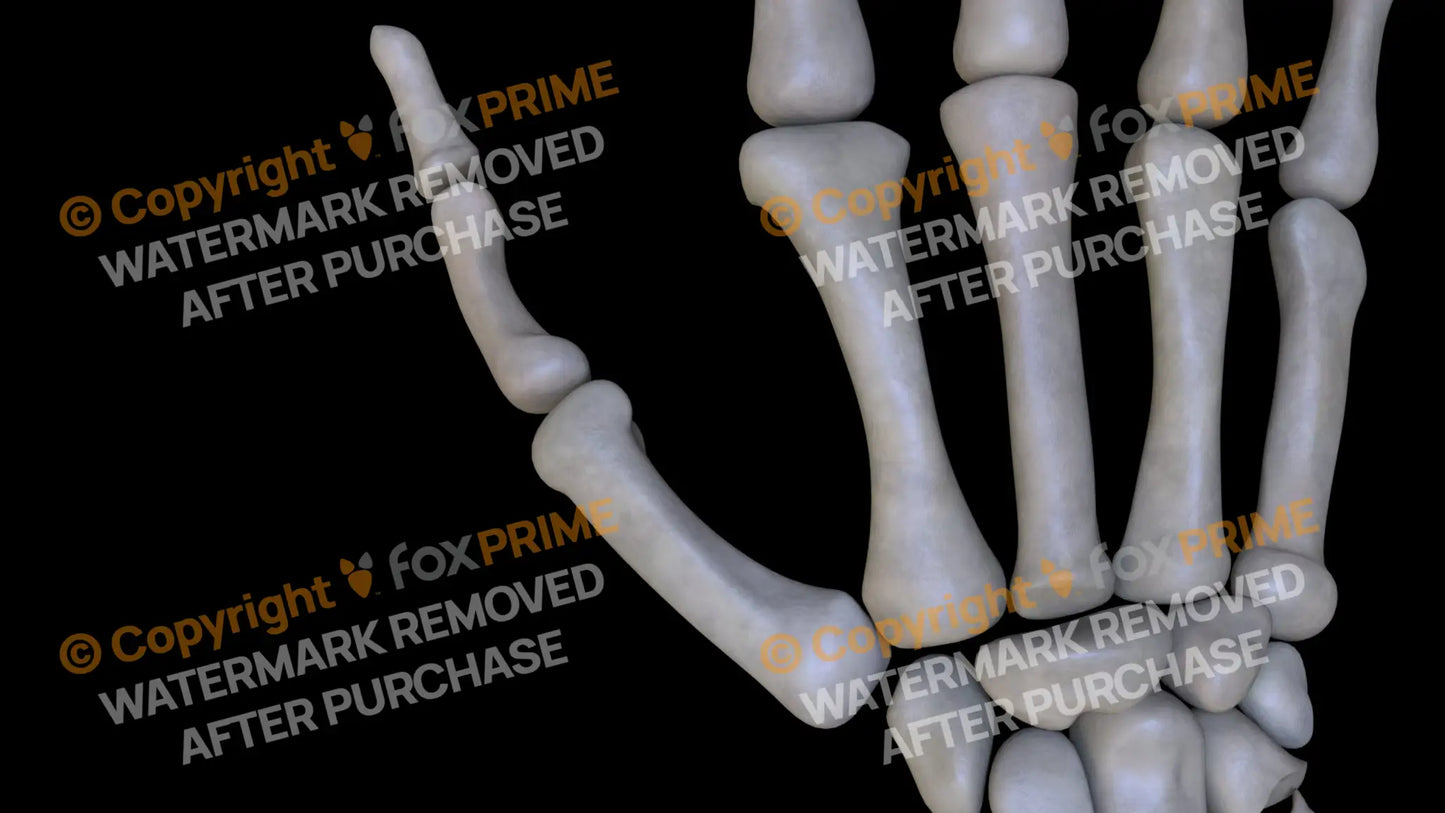 Metacarpal 01 2 (Right) Still Shot