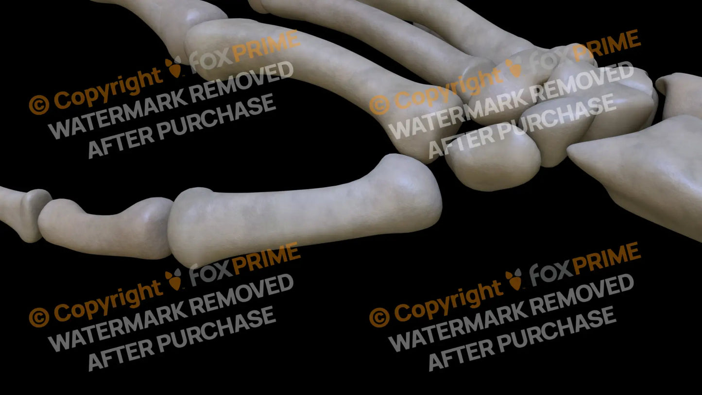 Metacarpal 01 (Right) Still Shot