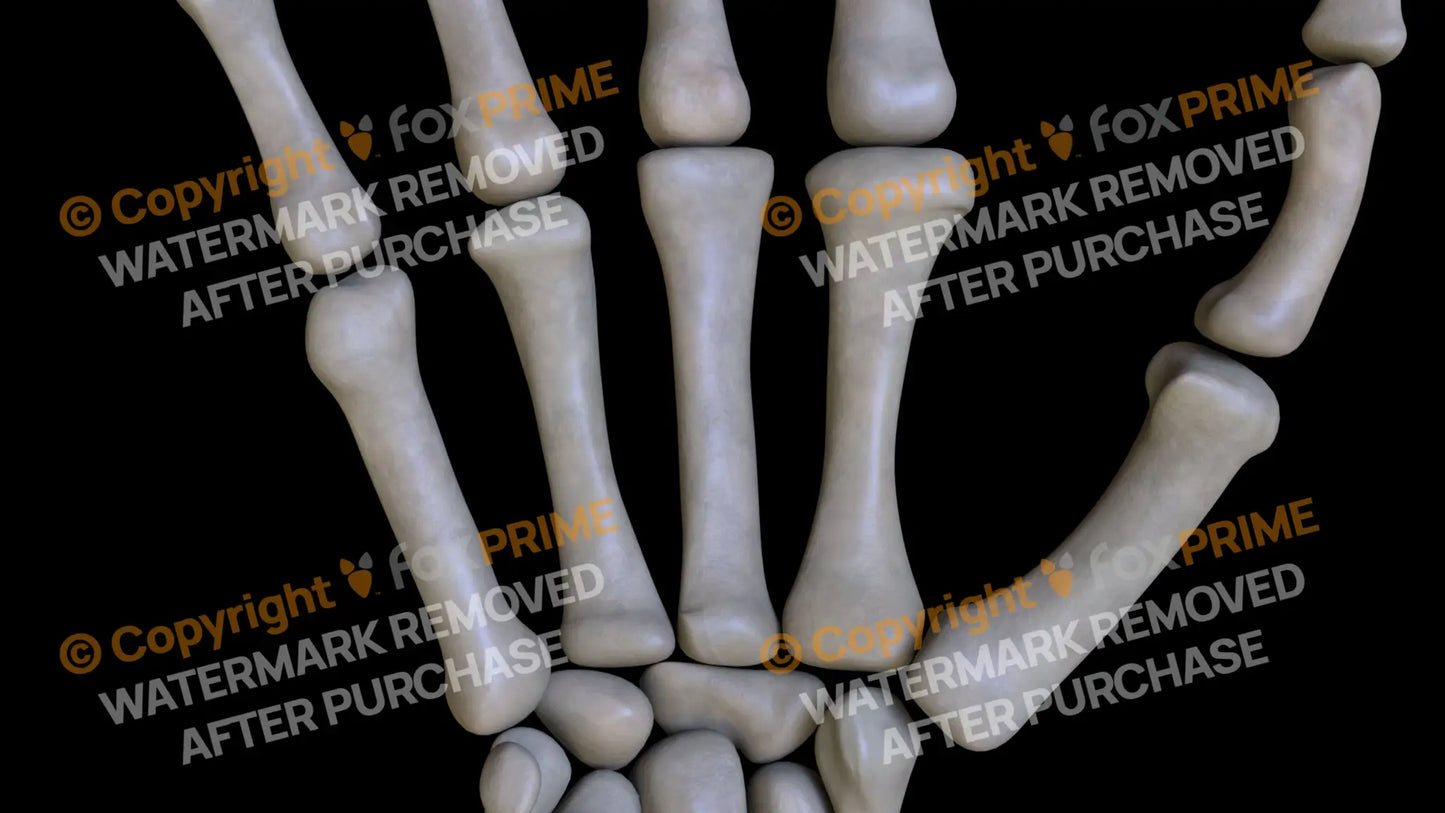 Metacarpal 02 (Right) Still Shot