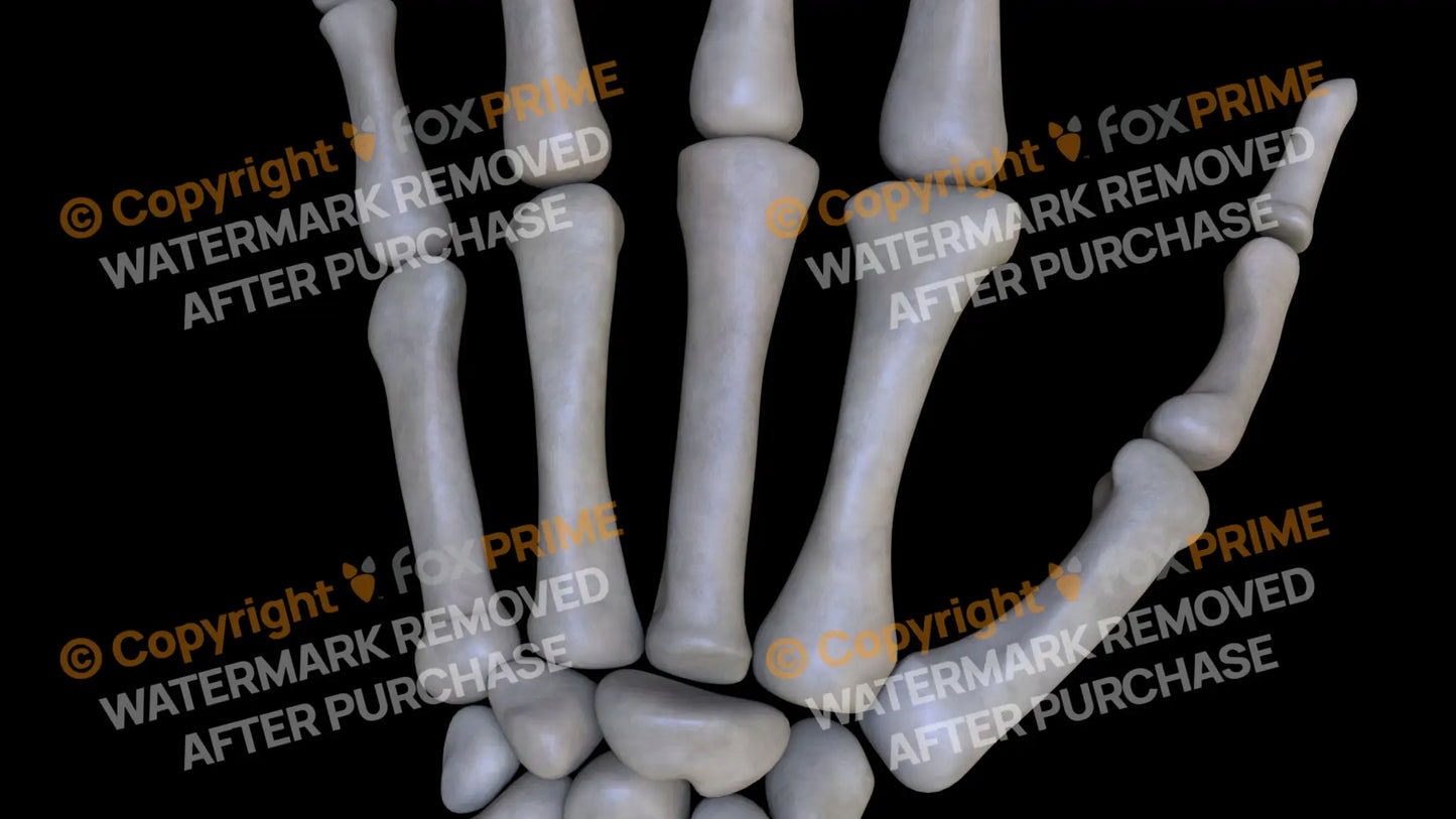Metacarpal 02 (Left) Still Shot