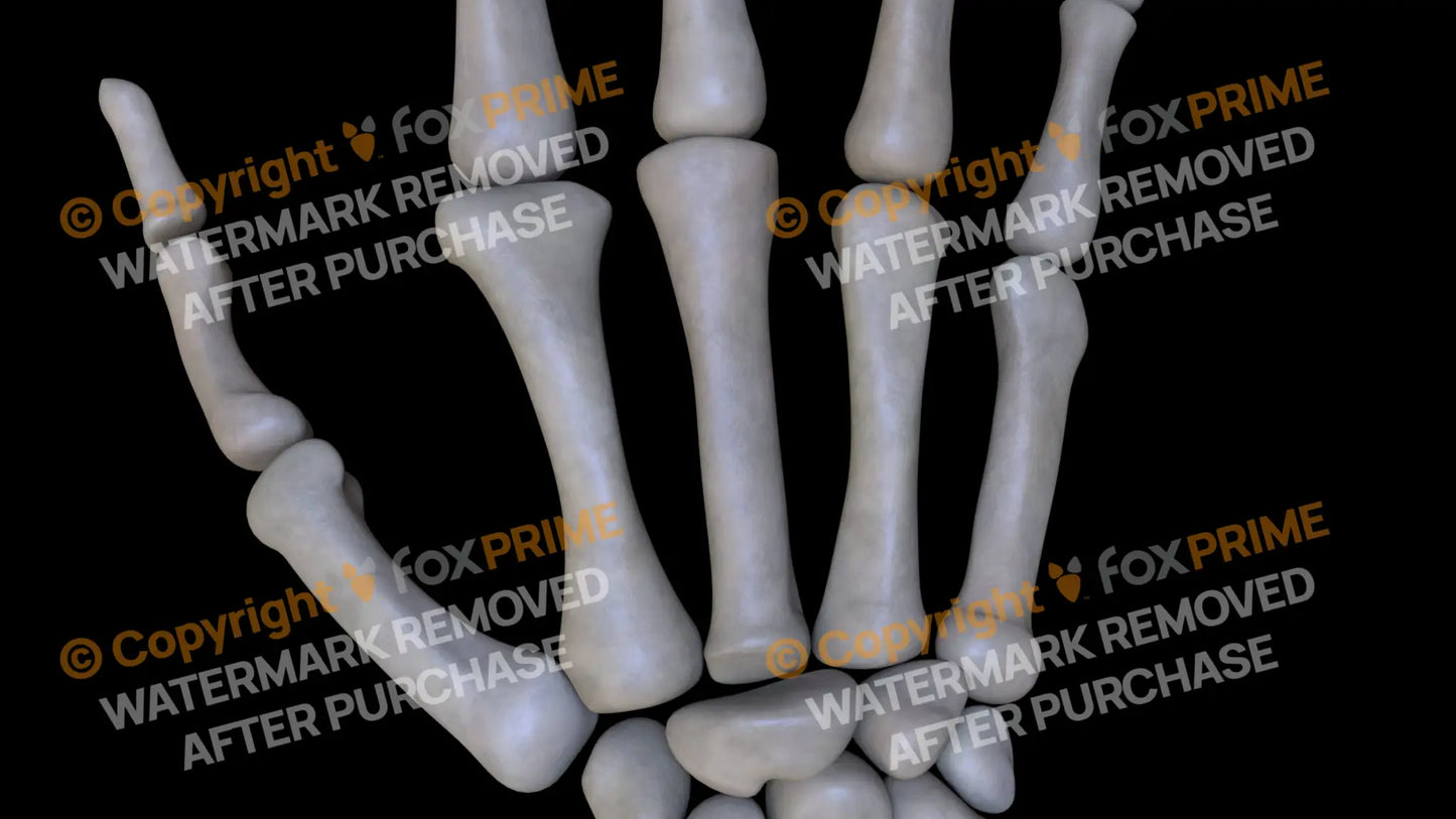 Metacarpal 02 (Right) Still Shot