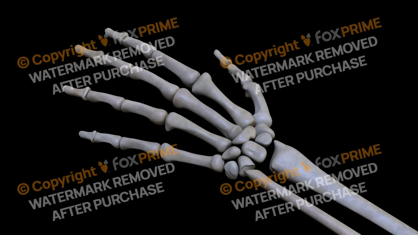 Metacarpal 03 (Left) Still Shot