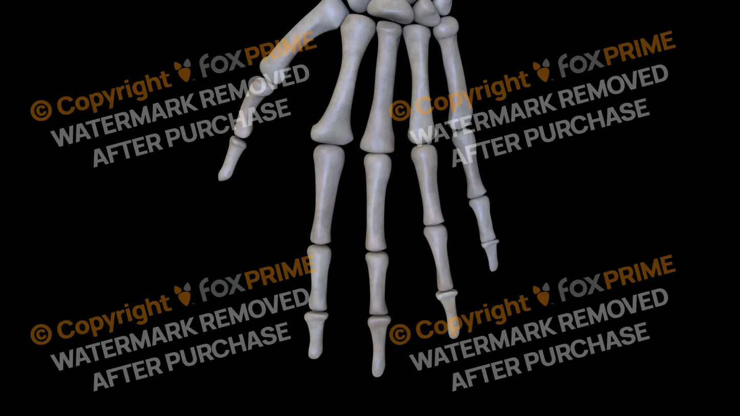 Metacarpal 04 (Left) Still Shot