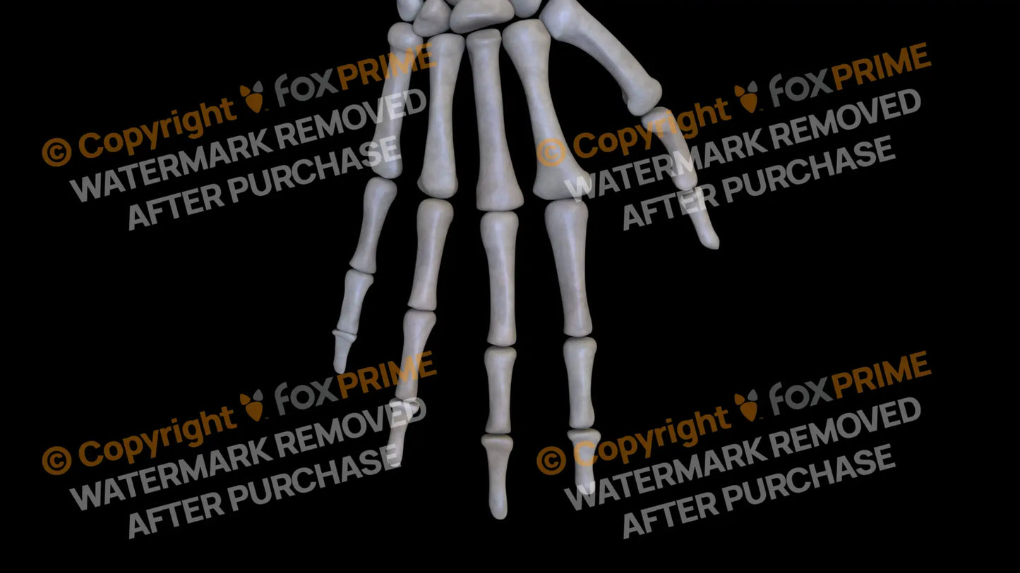 Metacarpal 04 (Right) Still Shot