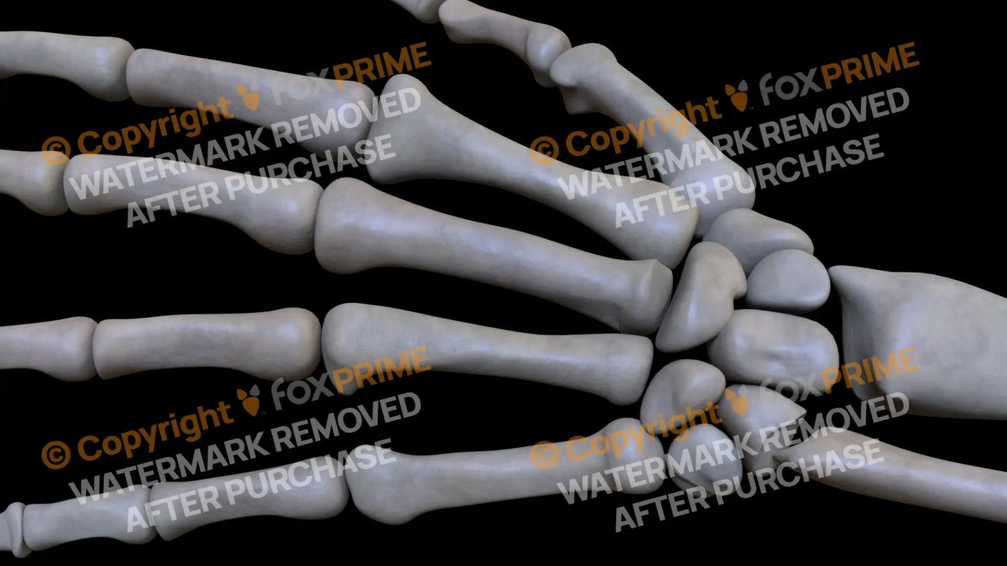 Metacarpal 05 (Left) Still Shot