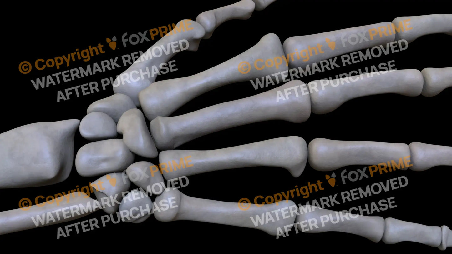Metacarpal 05 (Right) Still Shot