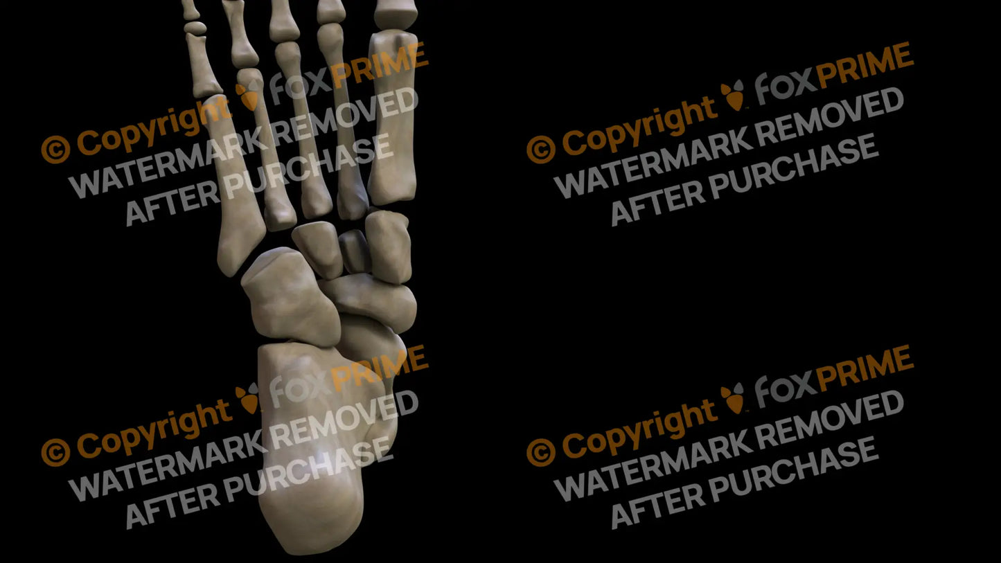 Metarsal 01-05 3 (Right) Still Shot