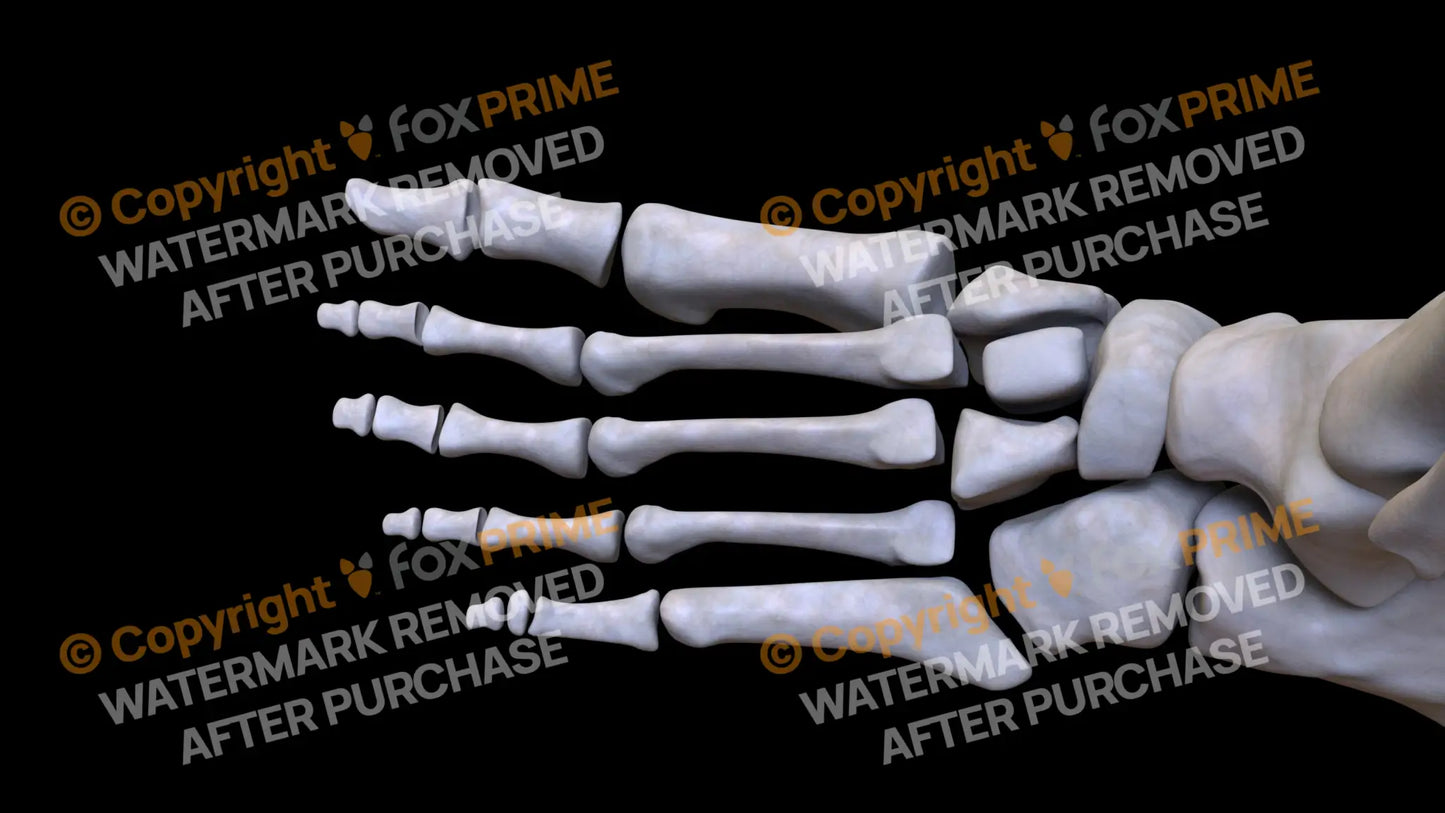 Metarsal 01-05 2 (Left) Still Shot