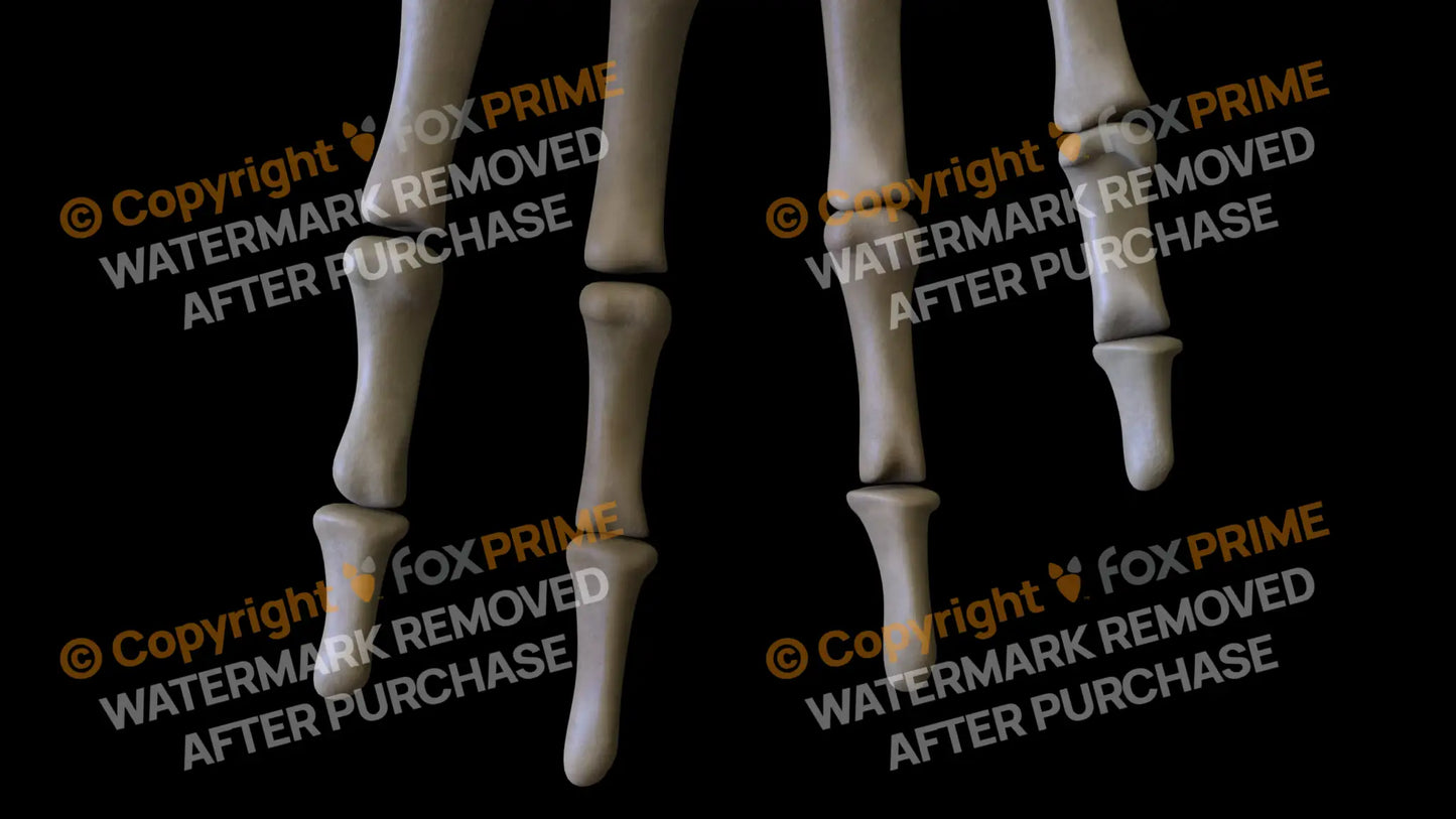 Middle Phalange 02-05 (Right) Still Shot