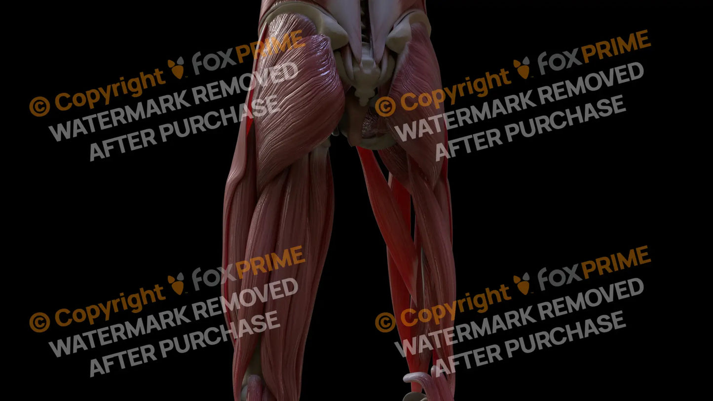Muscular System Adductor Longus 2 Still Shot