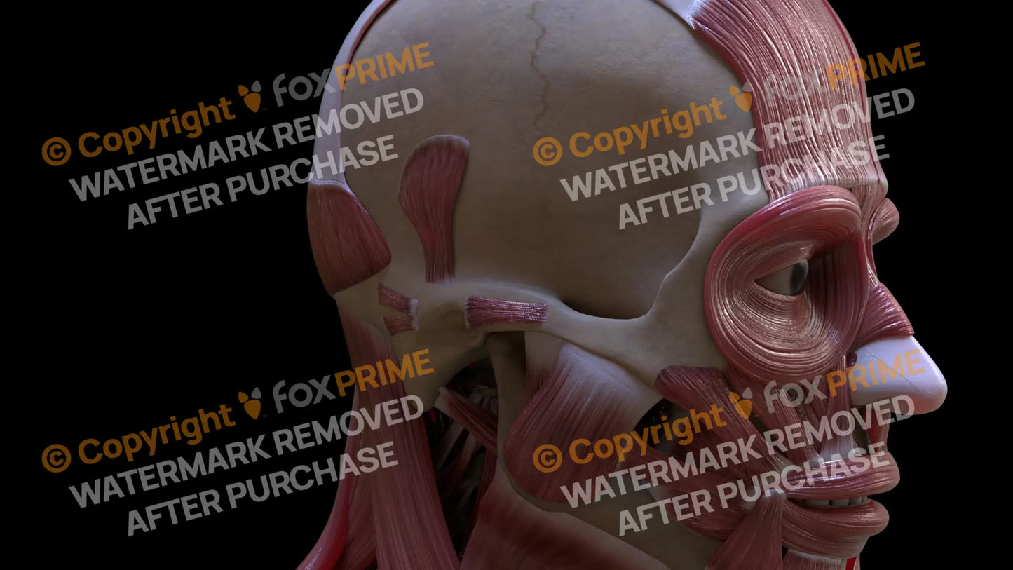 Muscular System Auricular Superior 2 Still Shot