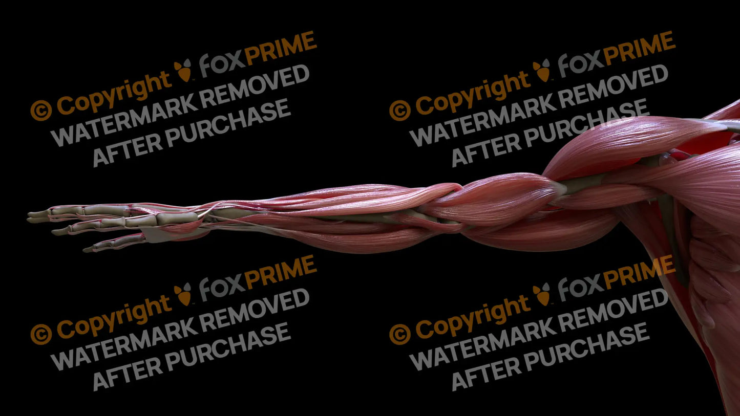 Muscular System Biceps 3 Still Shot