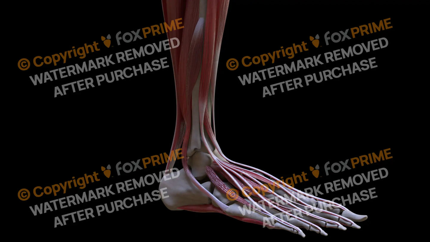 Muscular System Brevis Longus 2 Still Shot