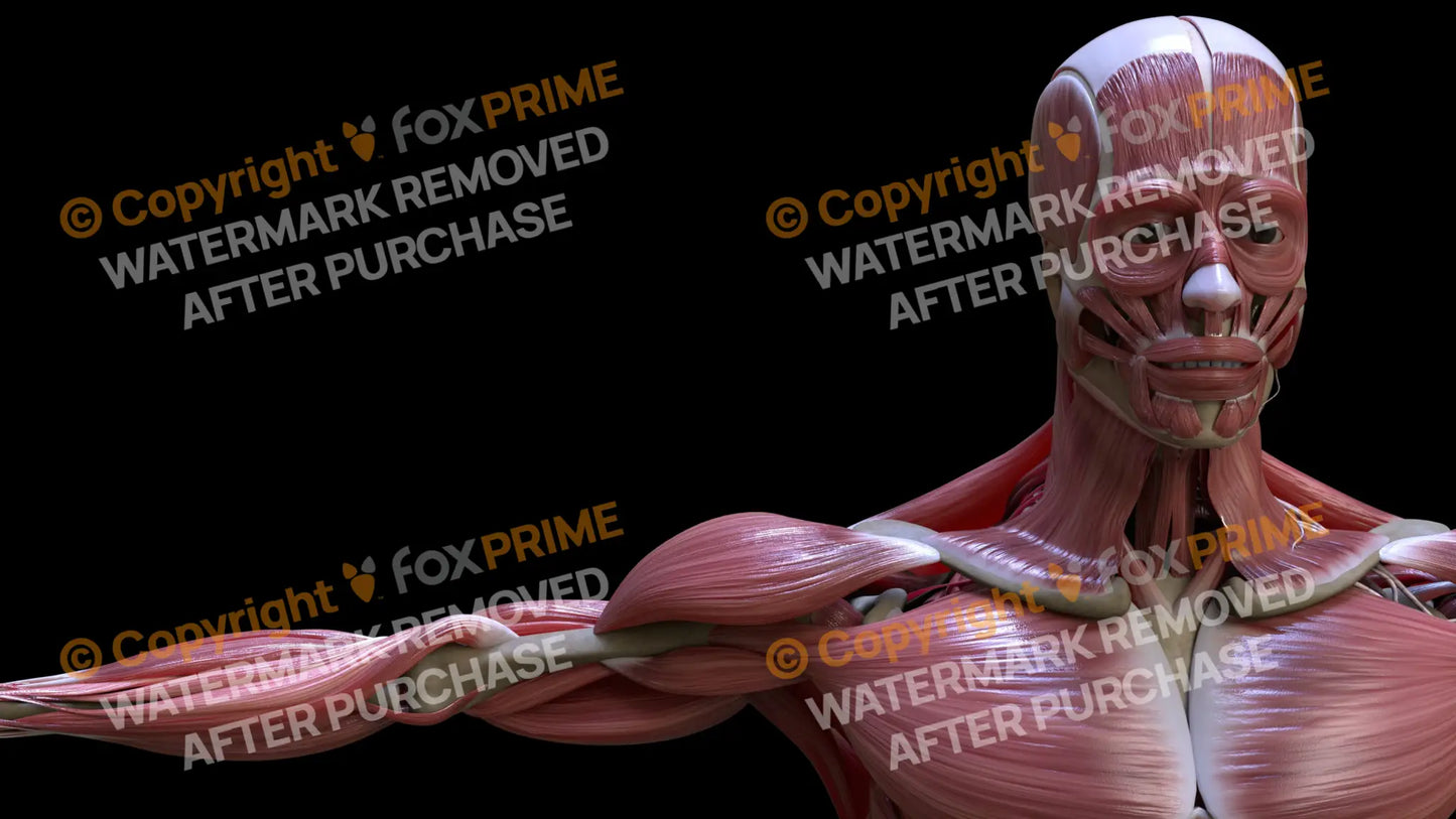 Muscular System Coracobrachialis 2 Still Shot