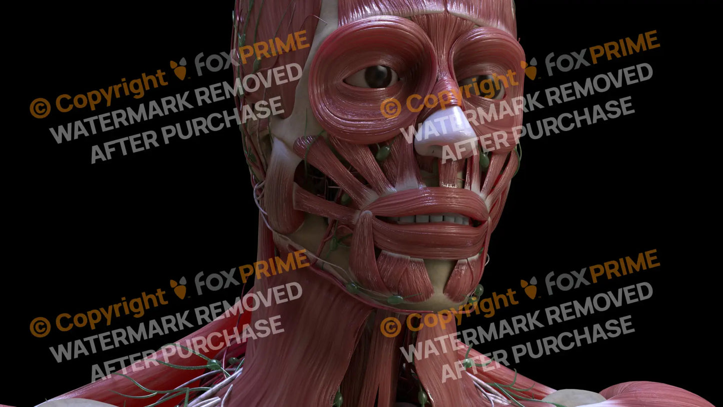 Muscular System Depressor Anguli Oris 2 Still Shot