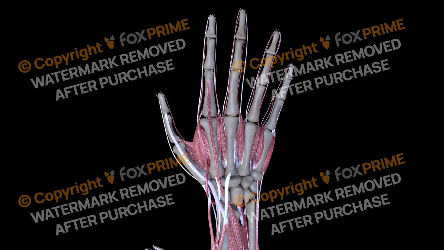 Muscular System Dorsal Interossei 2 Still Shot