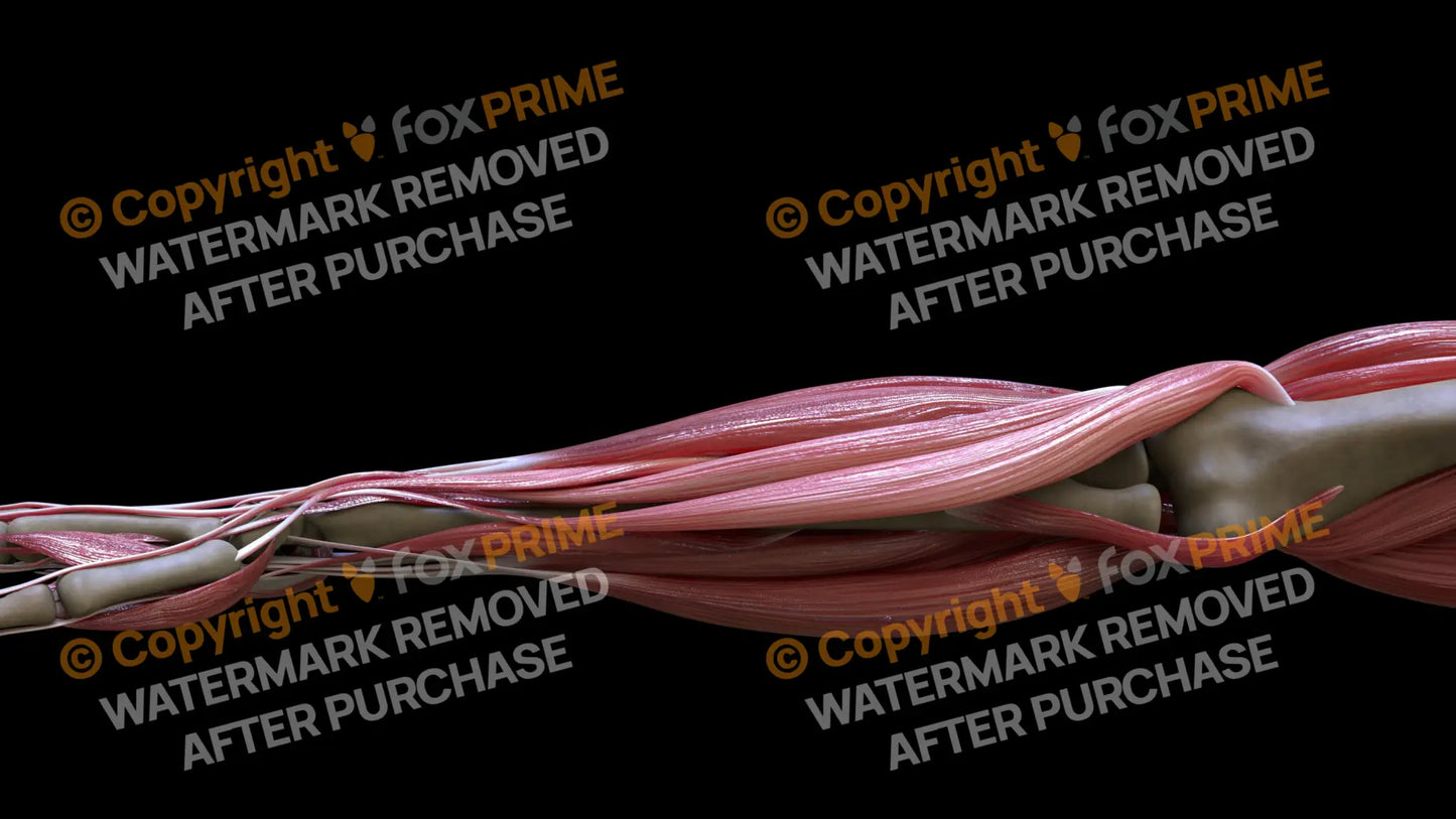 Muscular System Extensor Carpi Radialis Longus 2 Still Shot