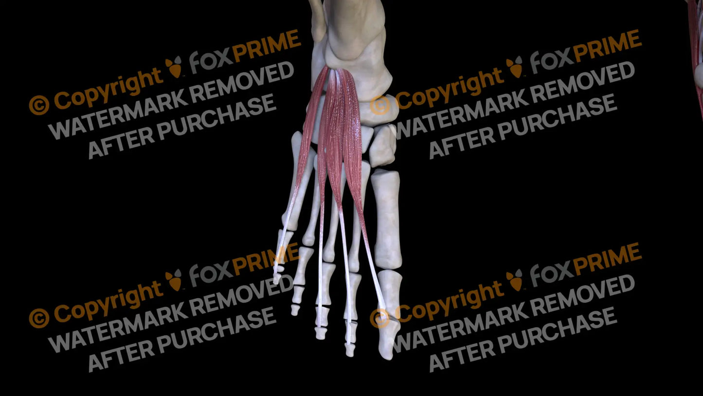 Muscular System Extensor Hallucis Brevis 3 Still Shot