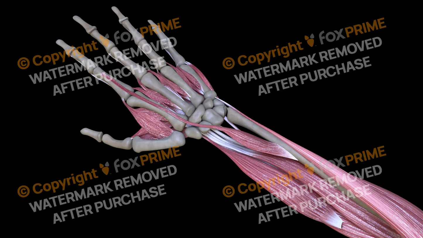 Muscular System Extensor Pollicis Longus 2 Still Shot