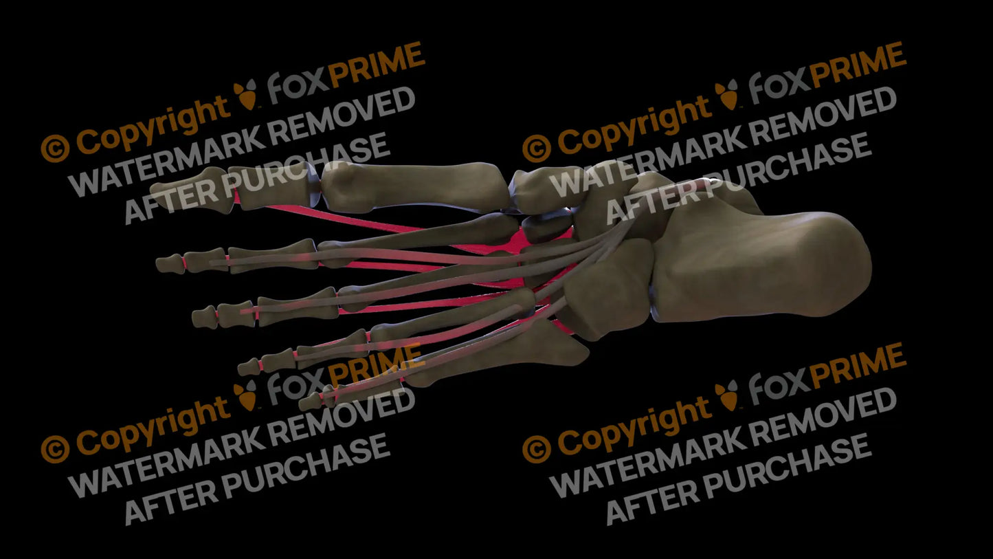 Muscular System Flexor Digitorum Longus 3 Still Shot