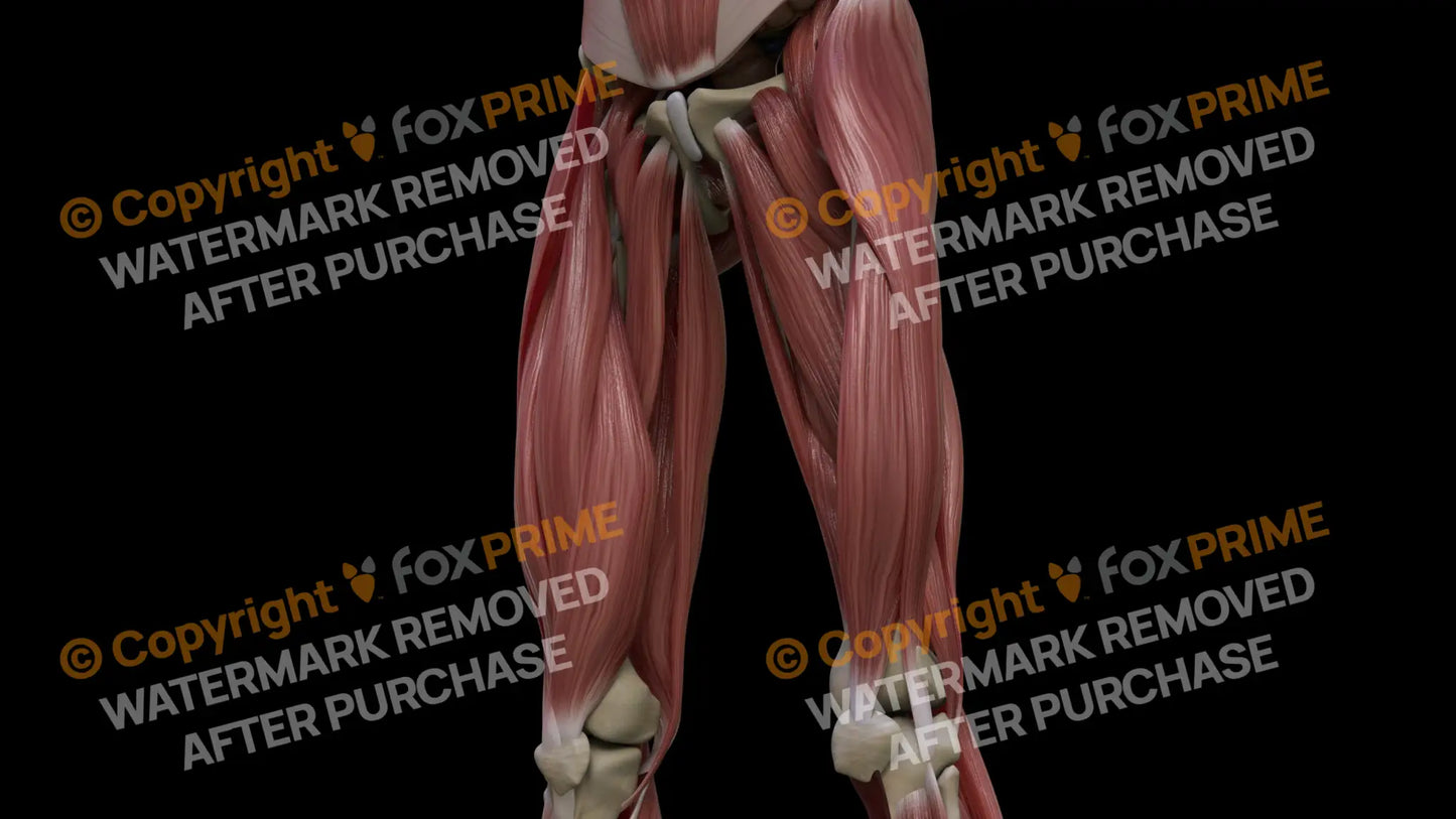 Muscular System Gracilis 2 Still Shot