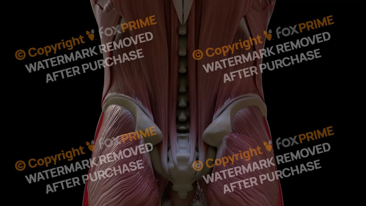 Muscular System Iliocostalis 2 Still Shot