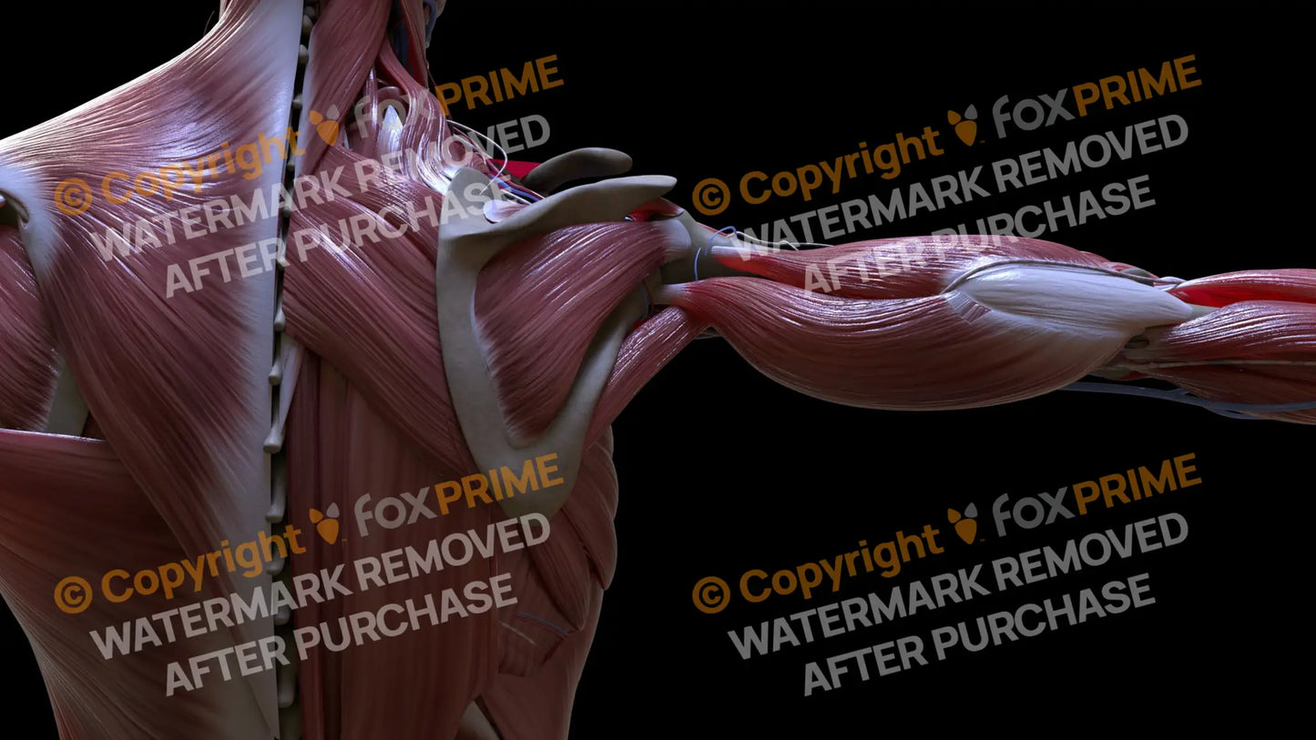 Muscular System Infraspinatus 2 Still Shot
