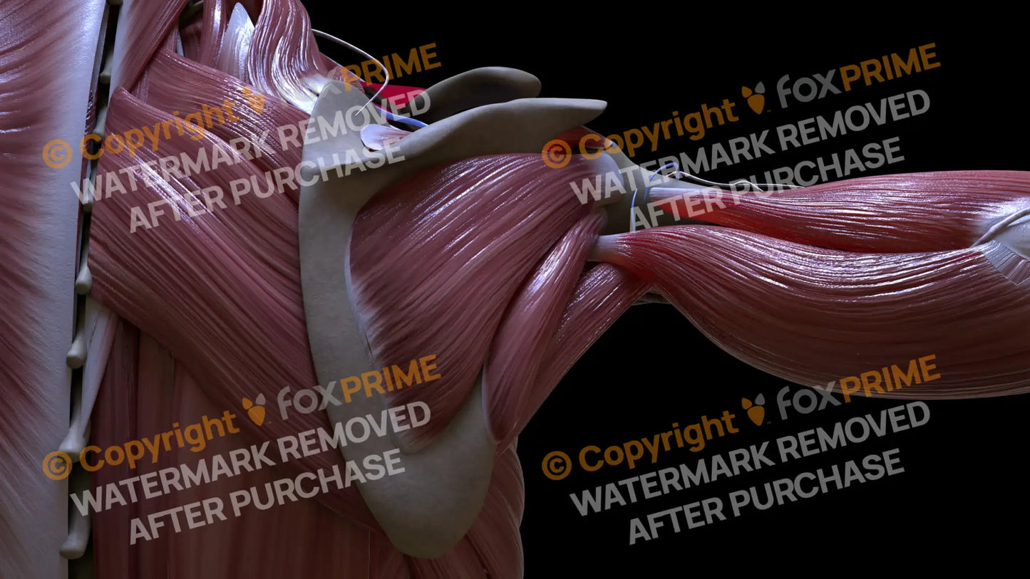 Muscular System Infraspinatus 3 Still Shot