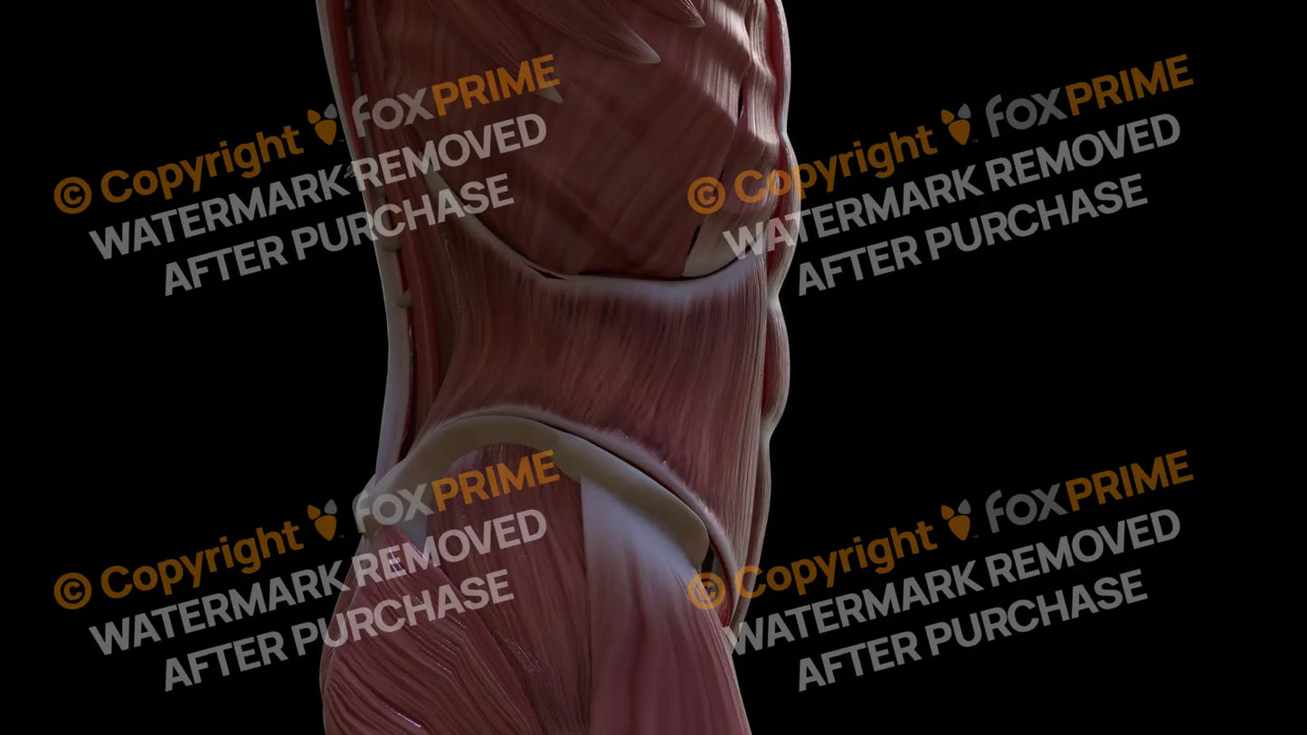 Muscular System Internal Oblique 2 Still Shot