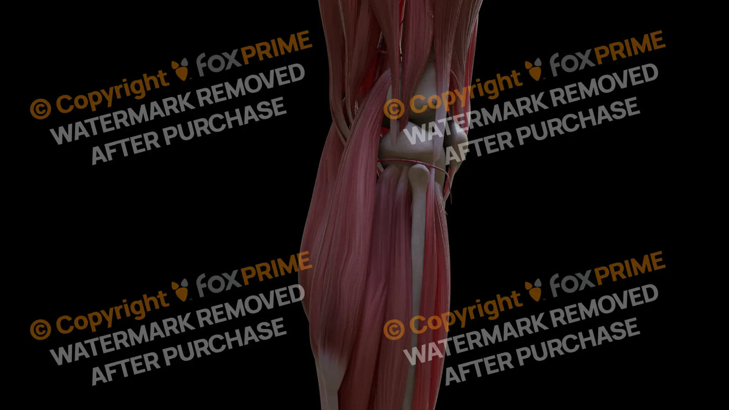 Muscular System Lateral Head Gastrocnemius 4 Still Shot