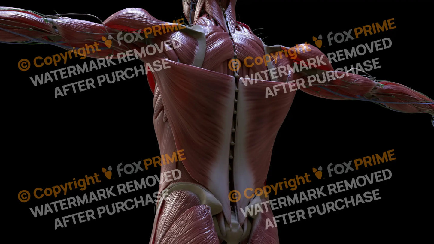 Muscular System Latissimus 2 Still Shot