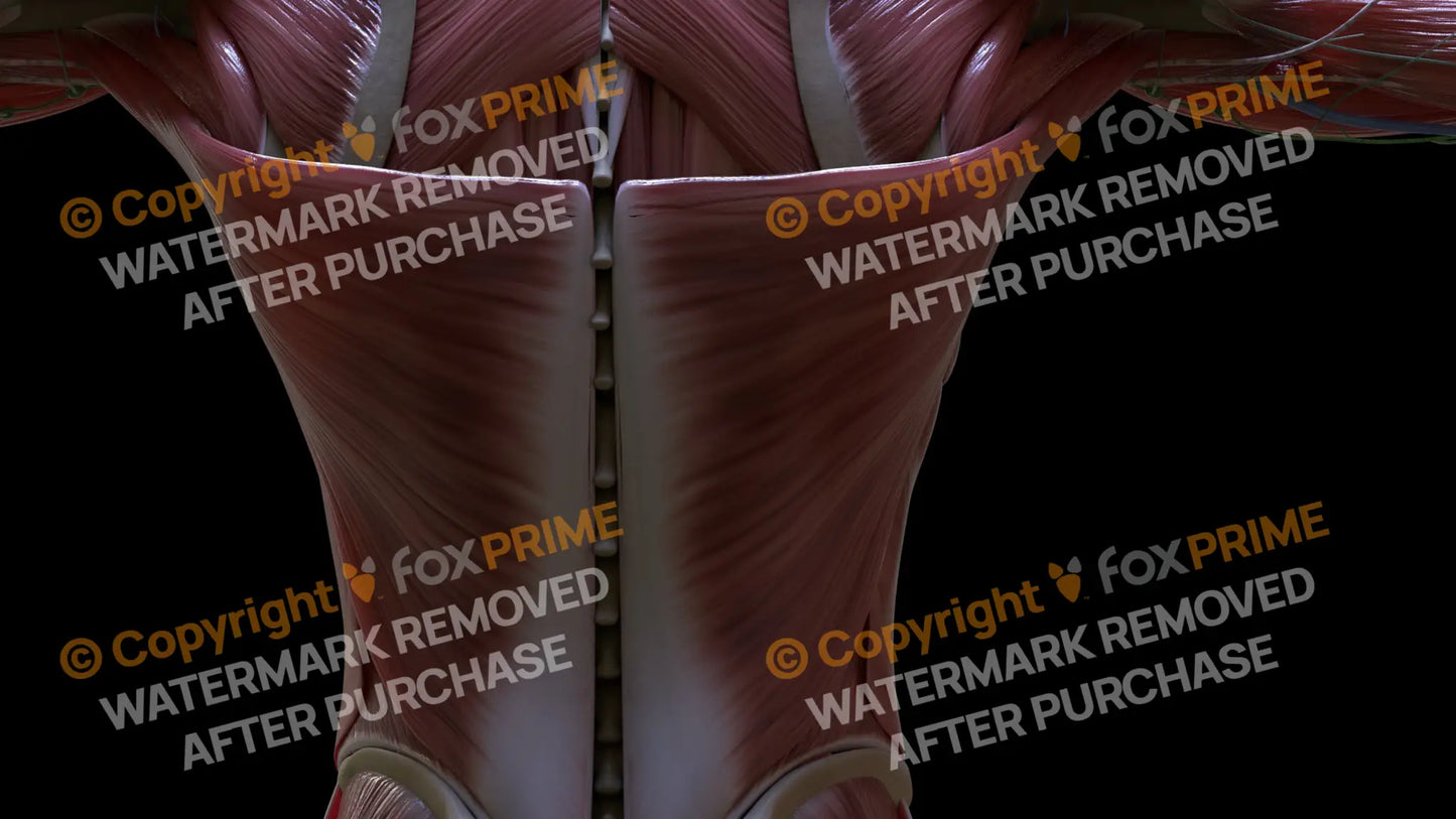 Muscular System Latissimus 4 Still Shot