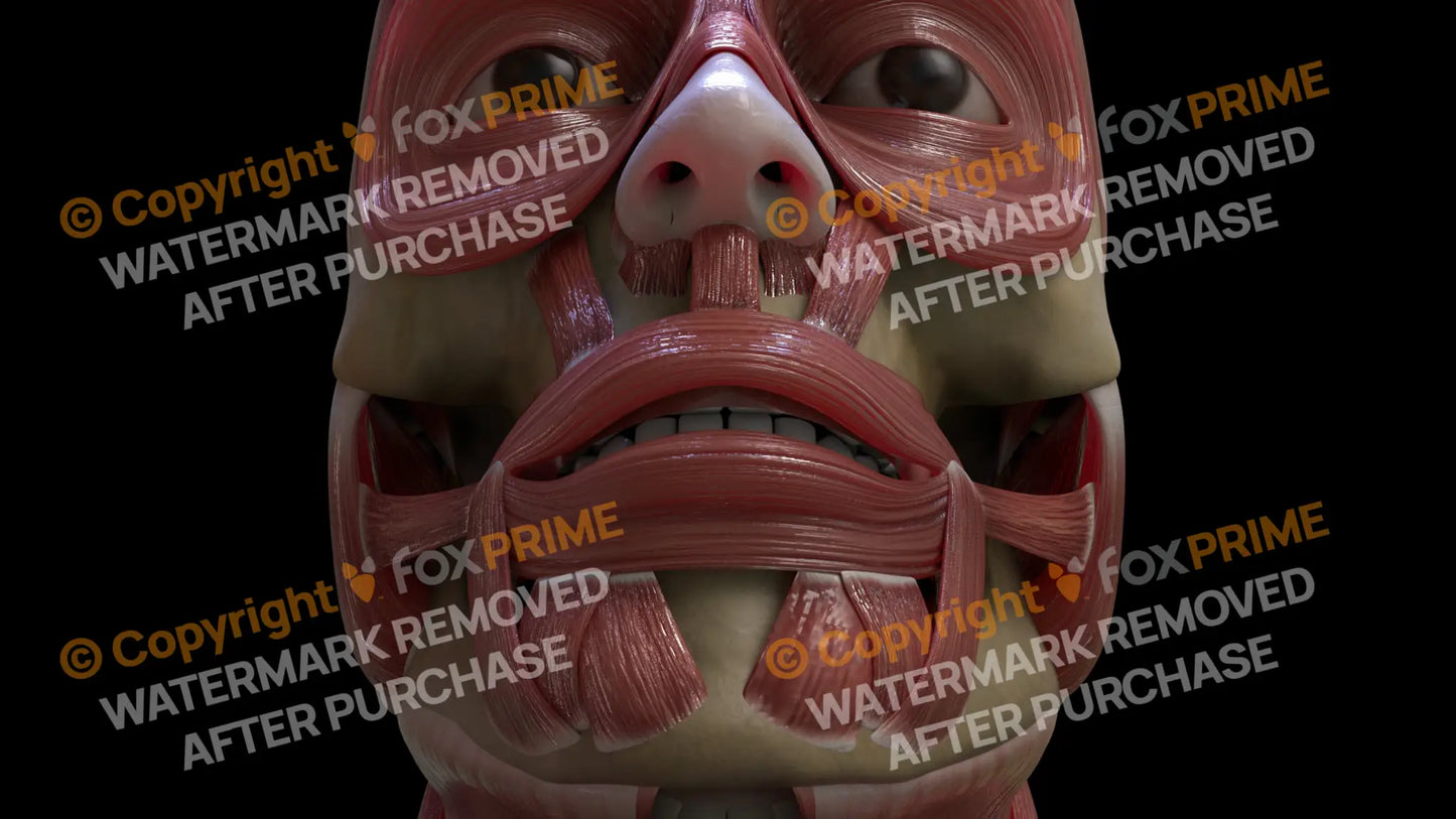 Muscular System Levator Anguli Oris 2 Still Shot