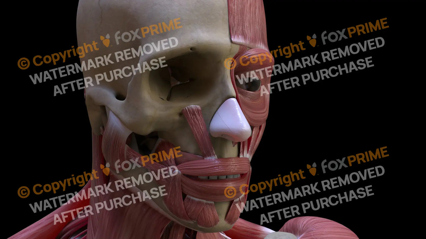 Muscular System Levator Labii Superioris 2 Still Shot