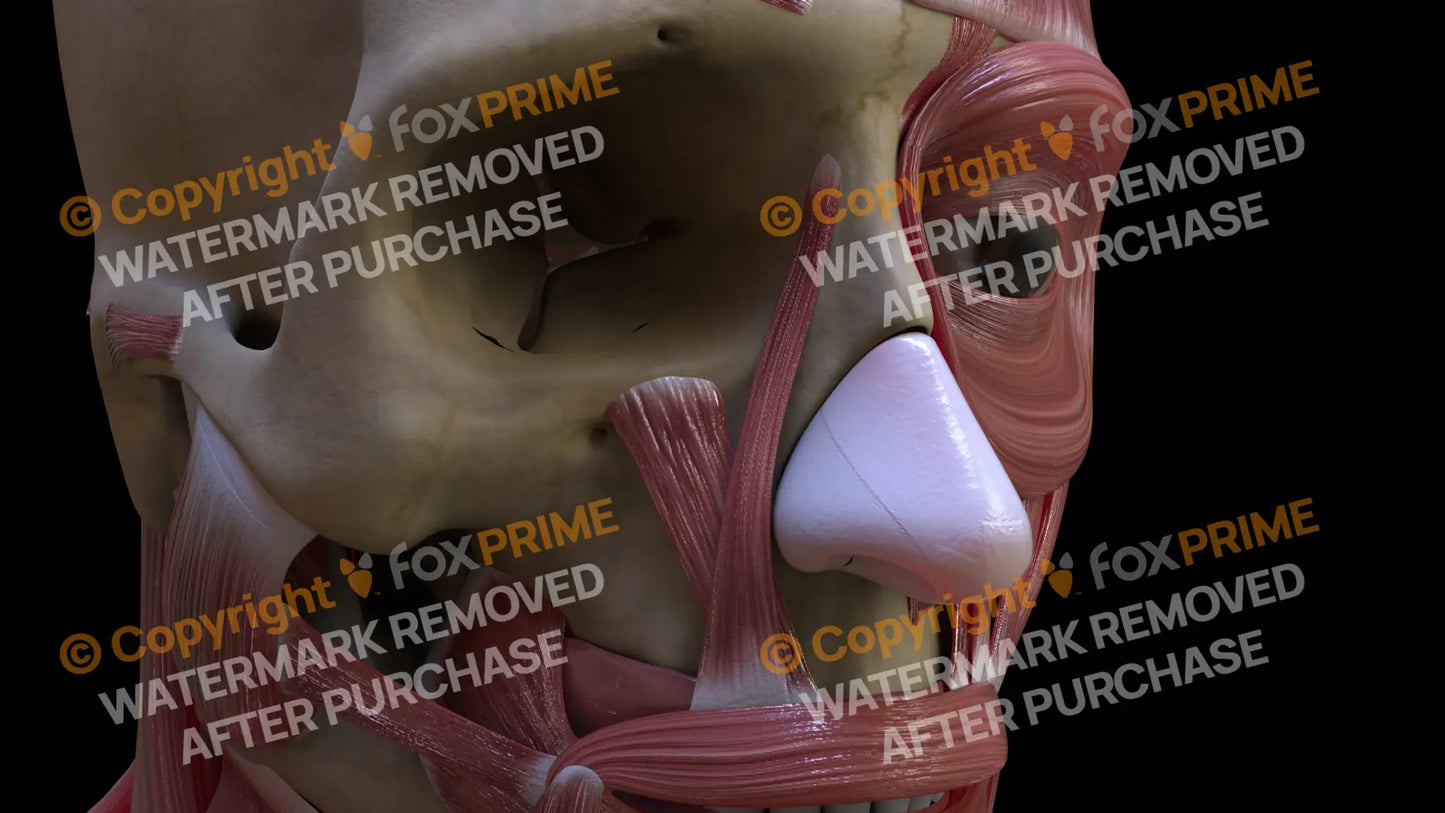 Muscular System Levator Labii Superioris 3 Still Shot