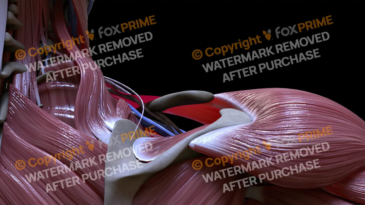 Muscular System Levator Scapulae 2 Still Shot