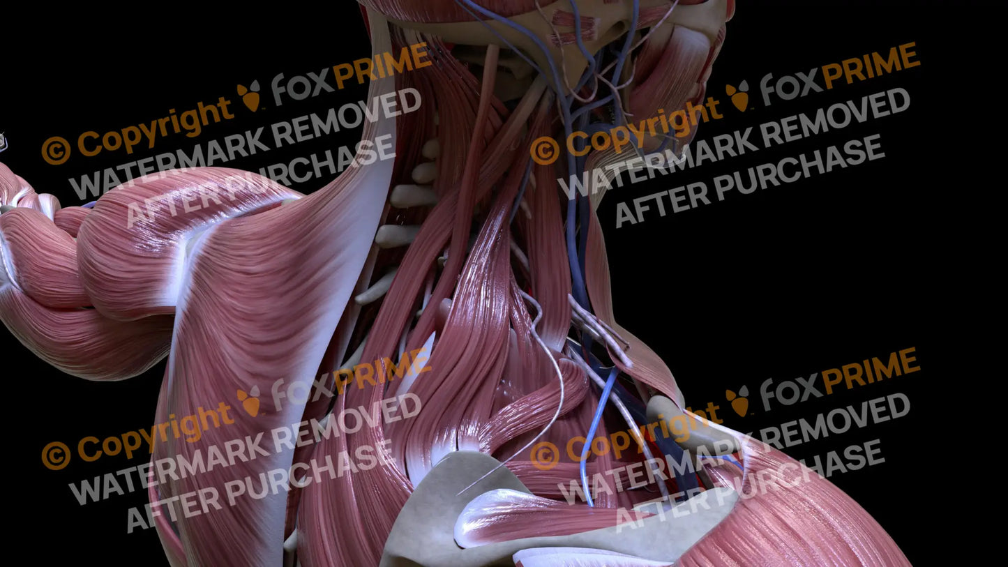 Muscular System Levator Scapulae 3 Still Shot