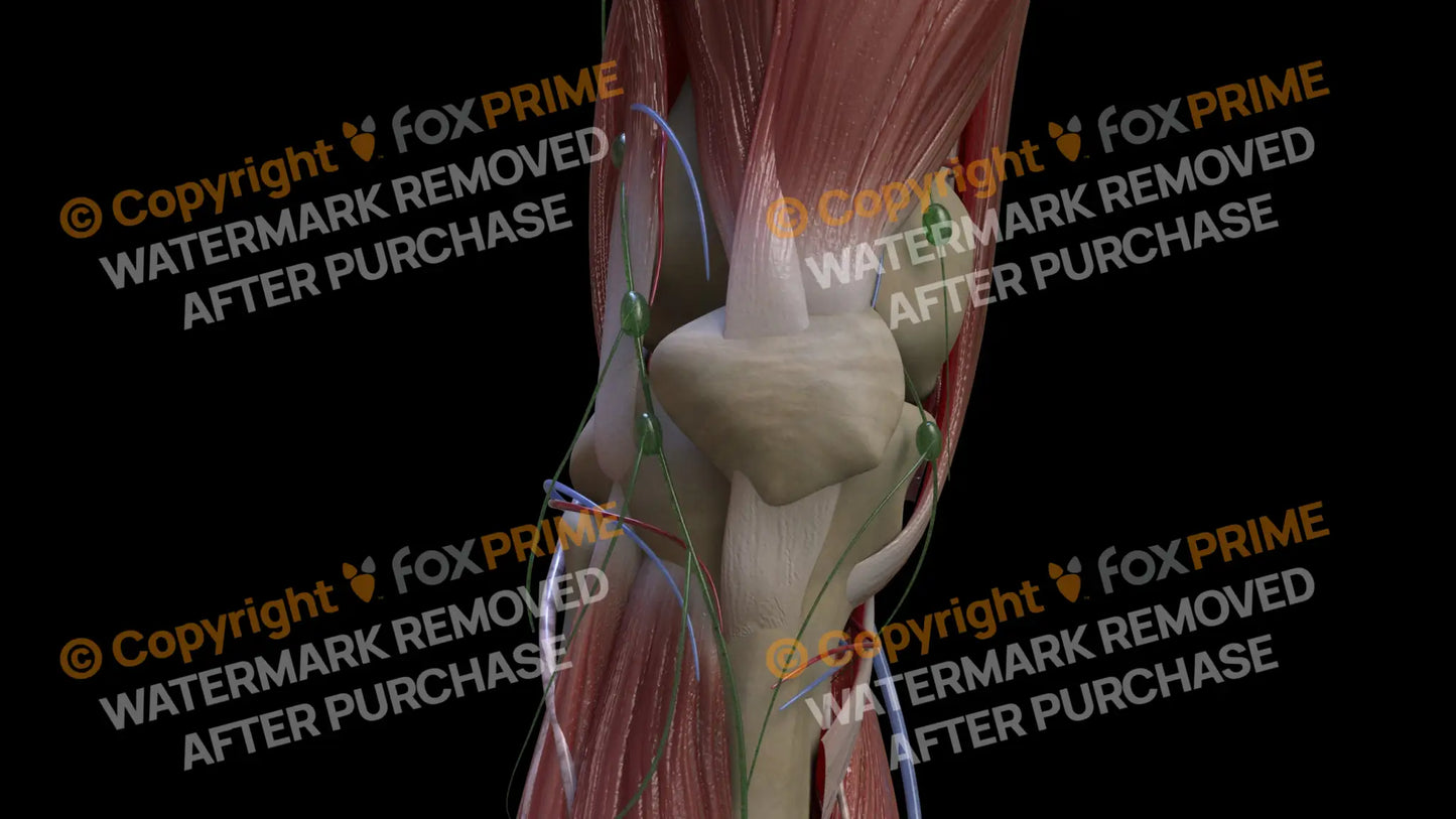 Muscular System Ligamentum Patella 2 Still Shot