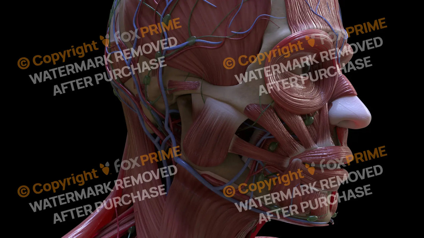 Muscular System Masseter 3 Still Shot