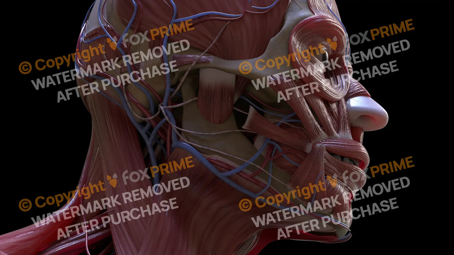 Muscular System Masseter 4 Still Shot