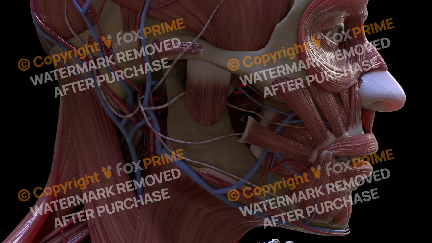 Muscular System Masseter 5 Still Shot